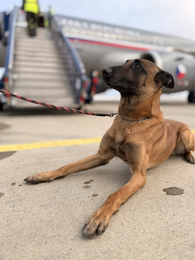 Jeden ze dvou čtyřnohých kolegů vojenských policistů, kteří se po půlročním nasazení vrací zpět do ČR.