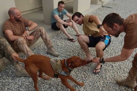 Canisterapie na Bagrámu