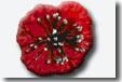 Poppy